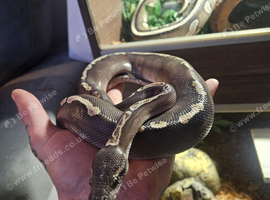 6 ball pythons and 1 carpet python looking for new homes