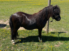 Registered 2yo Mini Shetland Colt
