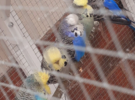 Adult budgies show type blue turquoise opaline