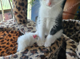Kittens looking for furever home