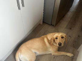 Labrador for sale