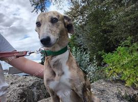 Badlington grey ground whippet