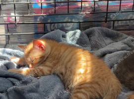 Ginger female