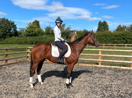 Genuine Tb Filly