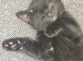 5 beautiful black kittens 81\2 weeks old ready for new homes now