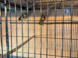 Pair of gold finches, 2026