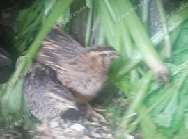 Japanese Quail