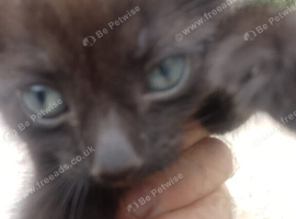 Kittens