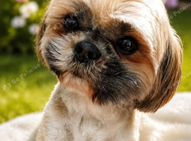Stunning doby shih tzu puppies