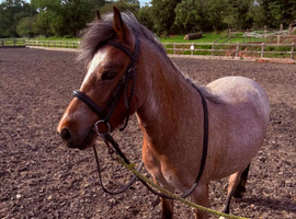 Welsh mountain pony lightly backed for sale