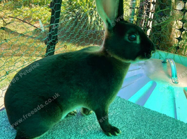 Rex rabbits for sale