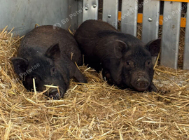 Kune kune potbelly pig mix  two gilts