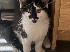 Female kitten