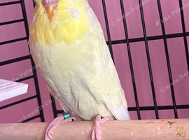Bonded pair of budgies for sell