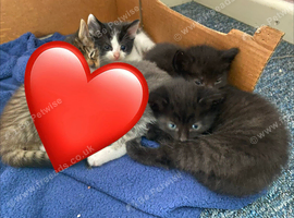 8 week old male kittens ready now
