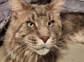 Pedigree maine coon kittens