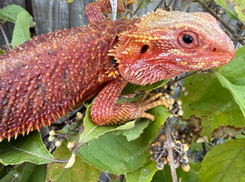 Bearded dragon female