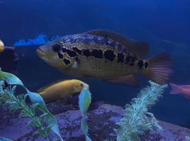 American cichlid