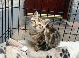 Tabby kittens for sale