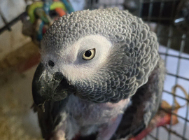Great talking African Grey with a huge personality needs a new home through no fault of her own.