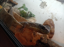 Hi I got a sundan plated lizard 120 or ono