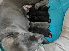 Cane corso puppies
