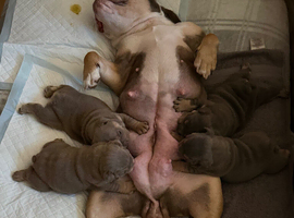 KC English bulldogs
