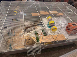 Female hamster