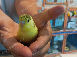 Available Still  2 x 5 week Baby Budgies &pound;30 each or &pound;55 for both siblings reserve now until they are ready