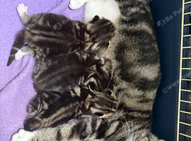 Mixed breed tabby kittens