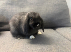 Fluffy friendly girl and boy pair left