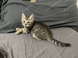 6 weeks old !! 5 beautiful!! British  Shorhair x kittens
