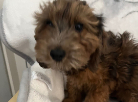 Cockapoo puppies