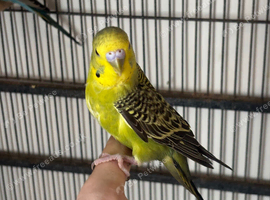 Baby Budgie