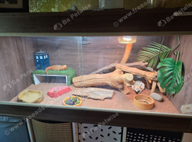 Red 3year old bearded dragon full set up included