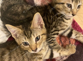 2 Baby Kittens in Hounslow