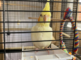 Baby Lutino cockatiel
