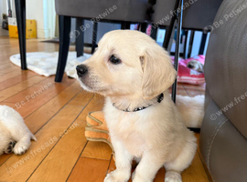 Champion English cream golden retrievers