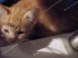 Kittens for sale