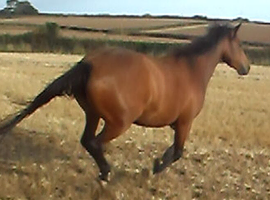 3/4 Thoroughbred 3 Y/o  Filly for sale.
