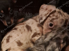 Jackawawa   puppies