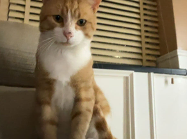 Male cat for sale