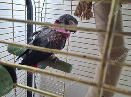 African grey