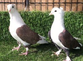Iraqi Pigeon