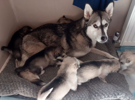 Siberian huskie puppies s for sale