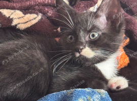 Kitten