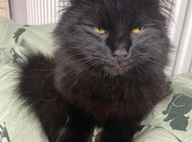missing cat