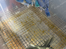 Violet ring neck chicks tamed