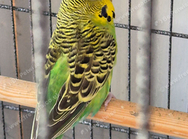 2 male budgies for sale