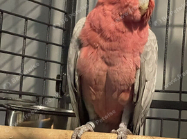 Beautiful Gallah